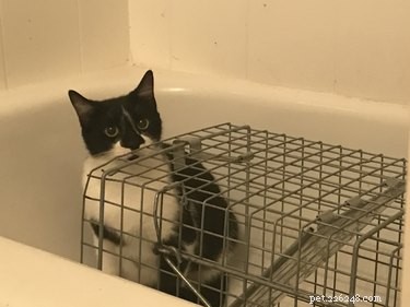 From Feral to Family: How Rescuing One Cat Led to Six Loving Companions