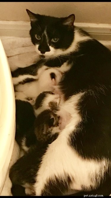From Feral to Family: How Rescuing One Cat Led to Six Loving Companions