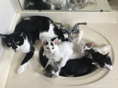 From Feral to Family: How Rescuing One Cat Led to Six Loving Companions