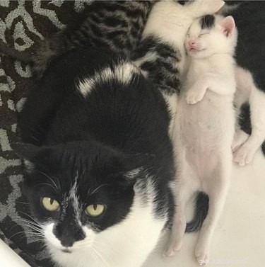 From Feral to Family: How Rescuing One Cat Led to Six Loving Companions