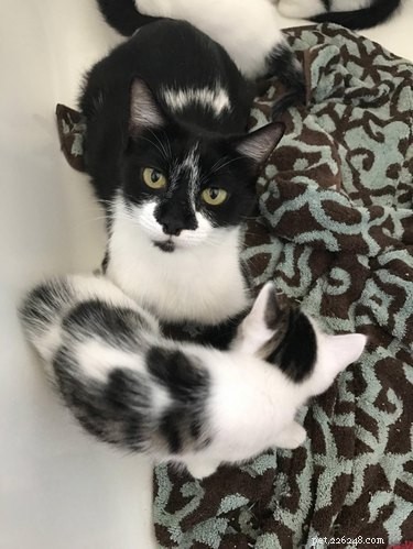 From Feral to Family: How Rescuing One Cat Led to Six Loving Companions