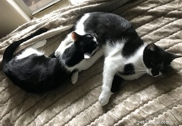 From Feral to Family: How Rescuing One Cat Led to Six Loving Companions