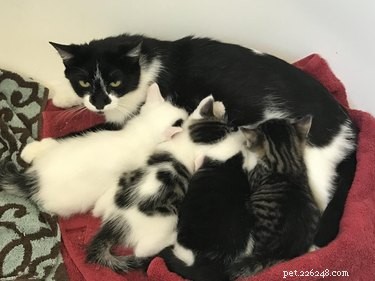 From Feral to Family: How Rescuing One Cat Led to Six Loving Companions