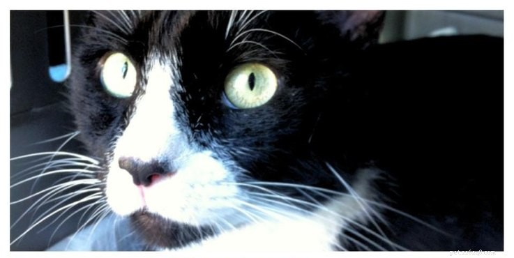 Saving a Cat Facing Euthanasia: A Heartwarming Rescue Story
