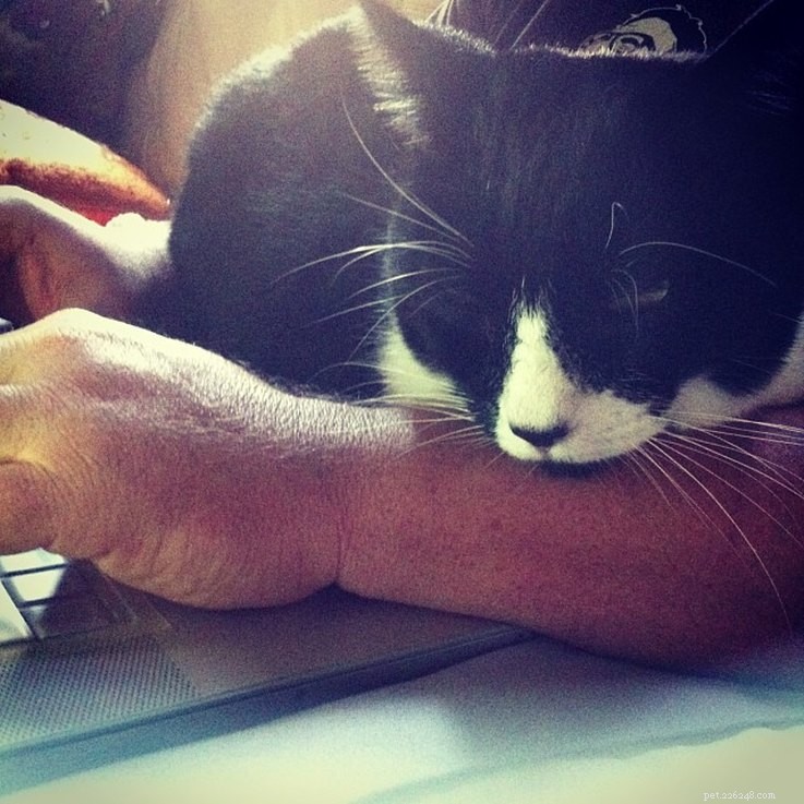 Saving a Cat Facing Euthanasia: A Heartwarming Rescue Story