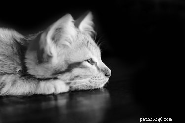 How to Legally Register Your Cat as an Emotional Support Animal