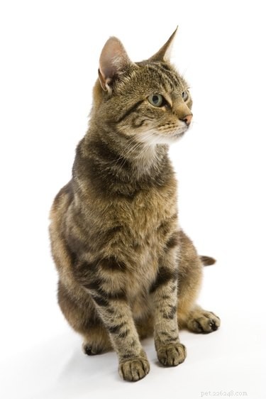 Bringing a Stray Cat Home: A Step-by-Step Guide