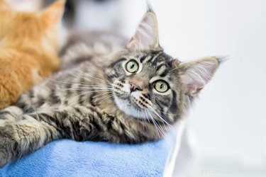 Pros and Cons of Owning a Cat: A Practical Guide