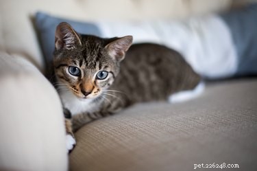 Pros and Cons of Owning a Cat: A Practical Guide