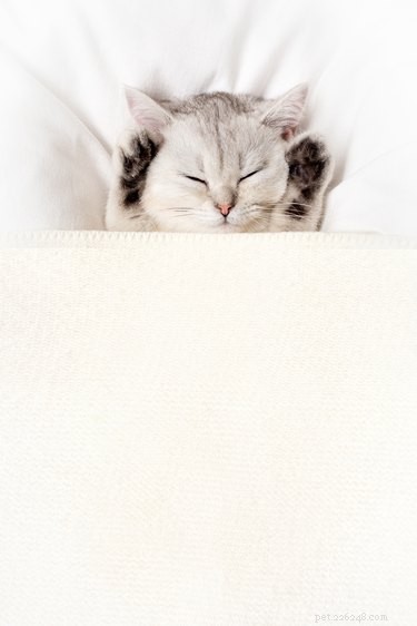 Adopt Kittens Safely & Affordably: A Step‑by‑Step Guide