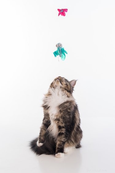 Adopt Kittens Safely & Affordably: A Step‑by‑Step Guide