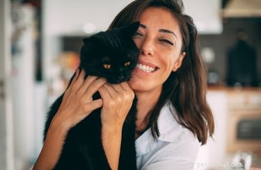 Adopt Kittens Safely & Affordably: A Step‑by‑Step Guide