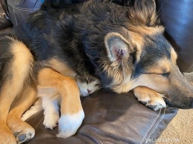 17 Adorable Pets That Will Melt Your Heart