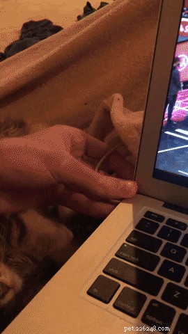 17 Adorable Pets That Will Melt Your Heart