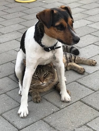 17 Adorable Pets That Will Melt Your Heart