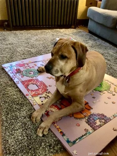 17 Adorable Pets That Will Melt Your Heart