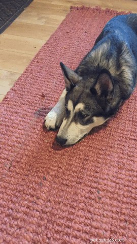 17 Adorable Pets That Will Melt Your Heart