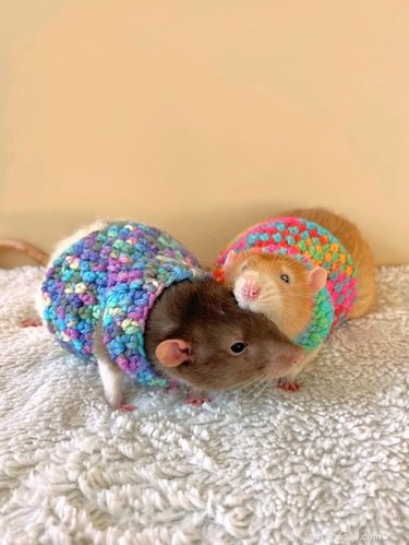 16 Adorable Rats That Will Steal Your Heart