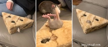 16 Adorable Rats That Will Steal Your Heart