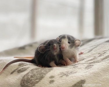 16 Adorable Rats That Will Steal Your Heart