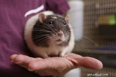 16 Adorable Rats That Will Steal Your Heart
