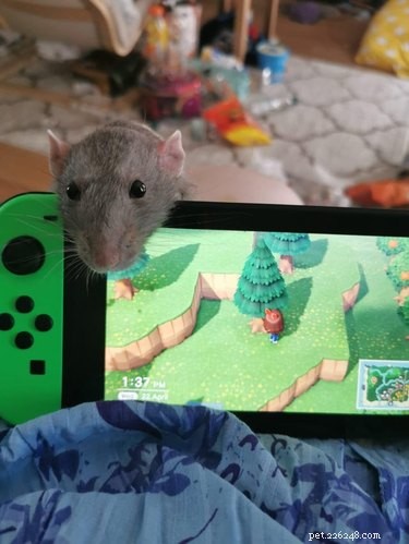 16 Adorable Rats That Will Steal Your Heart