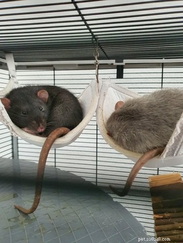 16 Adorable Rats That Will Steal Your Heart