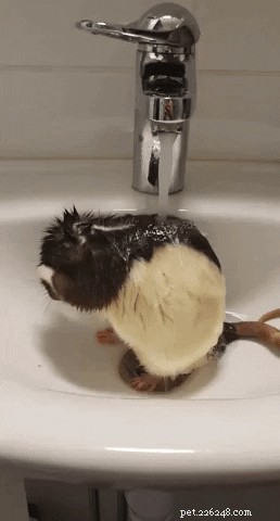 16 Adorable Rats That Will Steal Your Heart