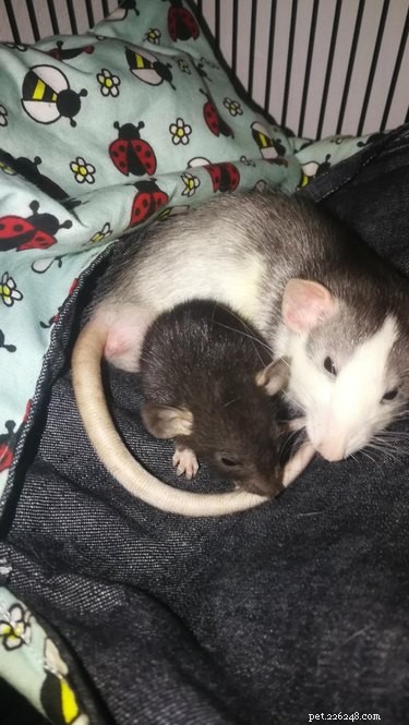 16 Adorable Rats That Will Steal Your Heart