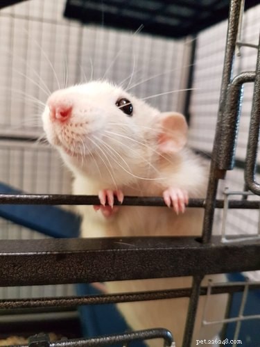 16 Adorable Rats That Will Steal Your Heart