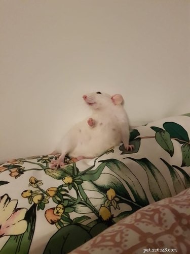 16 Adorable Rats That Will Steal Your Heart