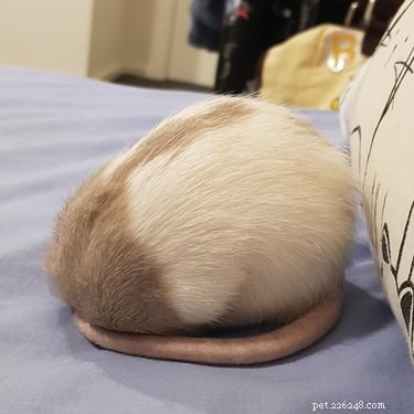 16 Adorable Rats That Will Steal Your Heart