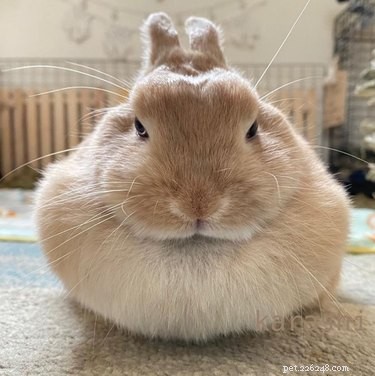 Find Calm with 16 Delightfully Rounded Animal Illustrations