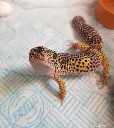 16 Non‑Furry Pets That Will Melt Your Heart