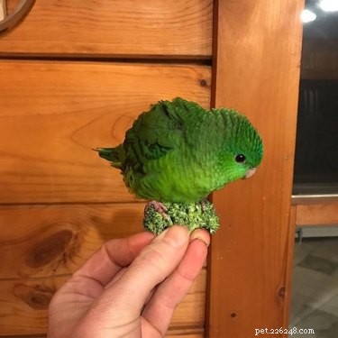 16 Non‑Furry Pets That Will Melt Your Heart