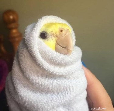 16 Non‑Furry Pets That Will Melt Your Heart