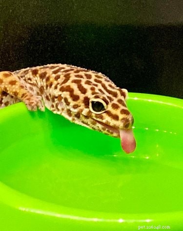 16 Non‑Furry Pets That Will Melt Your Heart
