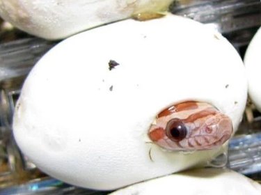 16 Non‑Furry Pets That Will Melt Your Heart