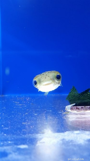 16 Non‑Furry Pets That Will Melt Your Heart