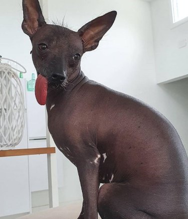 16 Non‑Furry Pets That Will Melt Your Heart
