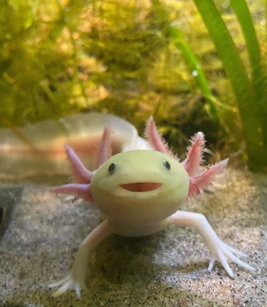 16 Non‑Furry Pets That Will Melt Your Heart