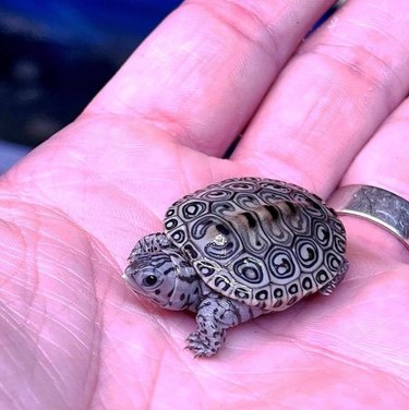 16 Non‑Furry Pets That Will Melt Your Heart