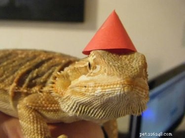 16 Non‑Furry Pets That Will Melt Your Heart