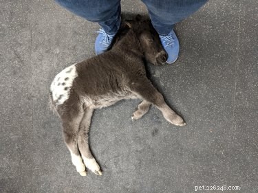 19 Irresistibly Cute Animal Photos Taken by Veterinarians