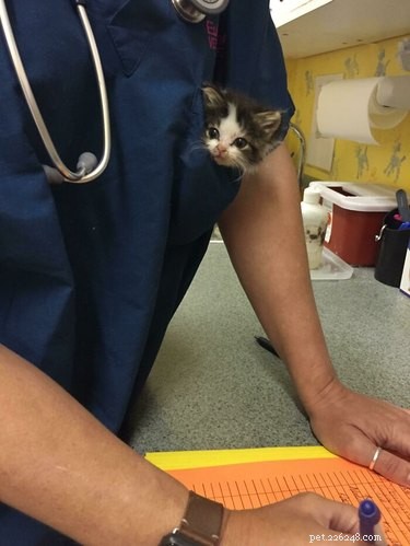 19 Irresistibly Cute Animal Photos Taken by Veterinarians