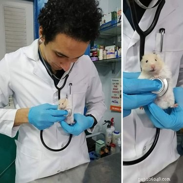 19 Irresistibly Cute Animal Photos Taken by Veterinarians