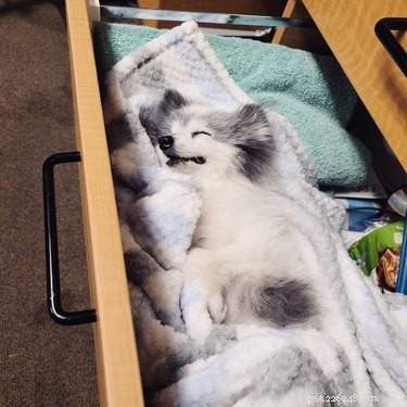 19 Irresistibly Cute Animal Photos Taken by Veterinarians