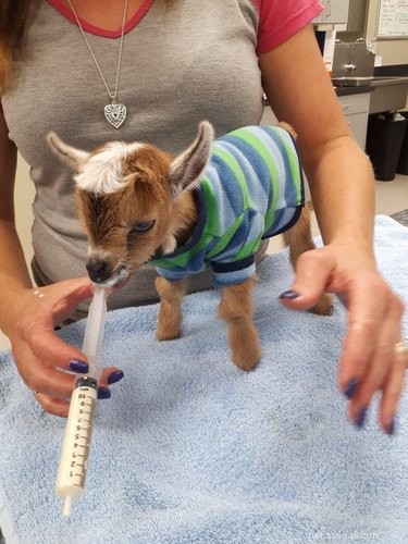 19 Irresistibly Cute Animal Photos Taken by Veterinarians