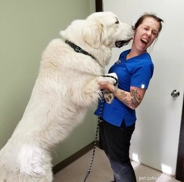 19 Irresistibly Cute Animal Photos Taken by Veterinarians