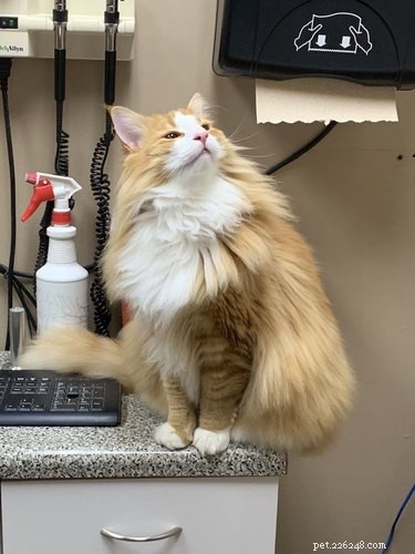 19 Irresistibly Cute Animal Photos Taken by Veterinarians